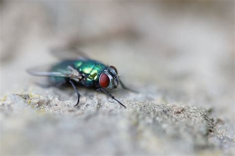 metallic green fly in my house|blow flies in house.